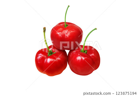 Acerola 插圖逼真的白色背景 123875194