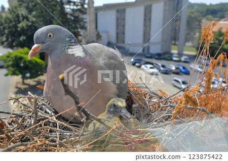 A dove and two little pigeons in the nest. Two days old baby squabs. Pigeon bird nest on the window ledge. View through the window of the room. The concept of pigeon life in the city A dove and two little pigeons in the nest. Two days old baby squabs. Pigeon bird nest on the window ledge. View through the window of the room. The concept of pigeon life in the city 123875422