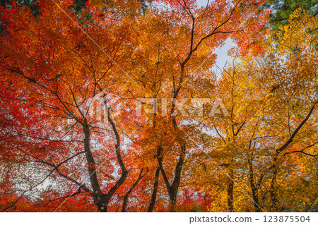 Scenery of Daidoin Temple surrounded by autumn leaves in Morimachi (Shizuoka Prefecture) 123875504