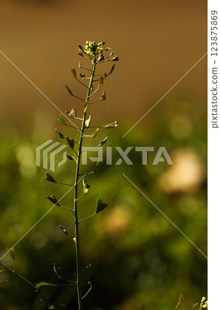 green flower rural valley meadow green flower rural valley meadow 123875869