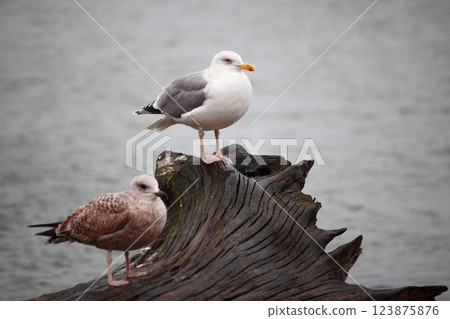 couple of seagulls sitting place couple of seagulls sitting place 123875876