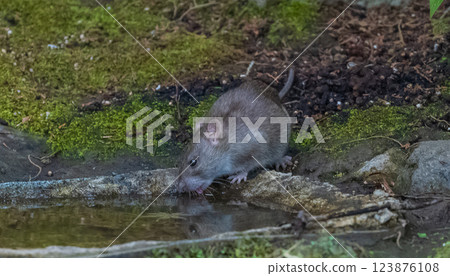 公園裡的田鼠 公園裡的田鼠 123876108
