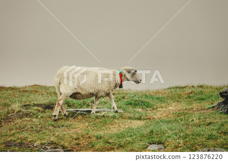 Sheep on pasture, grazing on rock hill Sheep on pasture, grazing on rock hill 123876220