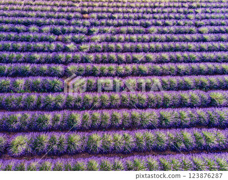 Lavender field in Provence France. Aerial view 123876287