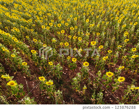 Field of blooming sunflowers, Provence France. Aerial view 123876288