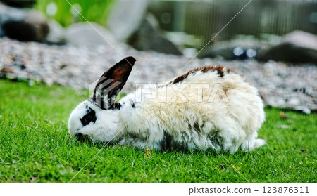 white rabbits on the farm 123876311