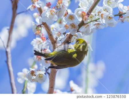 Plum blossom and white-eye Plum blossom and white-eye 123876330