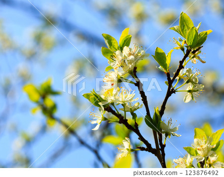 Nature. White blossoms on the branch of apple tree 123876492