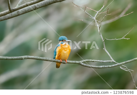 停在樹枝上的金魚 123876598