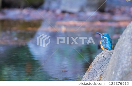 Kingfisher perched on a stone in a pond 123876913