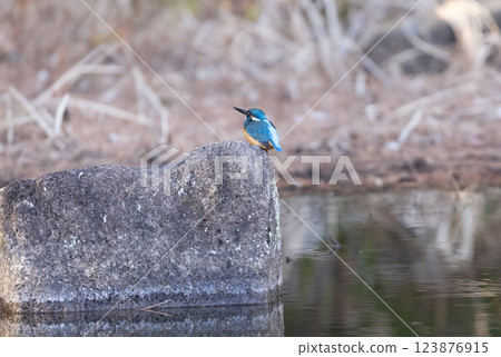 Kingfisher perched on a stone in a pond 123876915