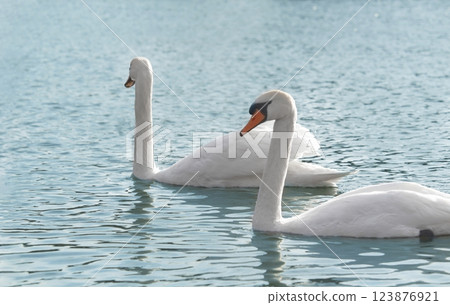 A group of mute swans ,Cygnus olor, swimming on a river in spring. Background for designers and interiors. A group of mute swans ,Cygnus olor, swimming on a river in spring. Background for designers and interiors. 123876921