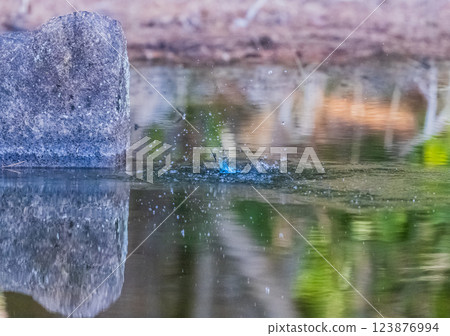 Kingfisher jumping out of the water Kingfisher jumping out of the water 123876994