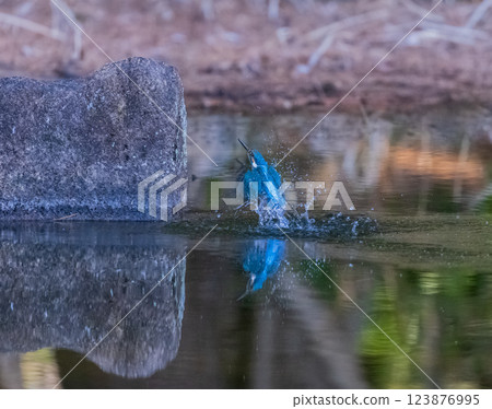 Kingfisher jumping out of the water Kingfisher jumping out of the water 123876995
