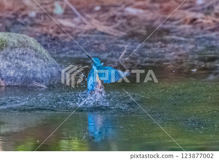 Kingfisher jumping out of the water 123877002