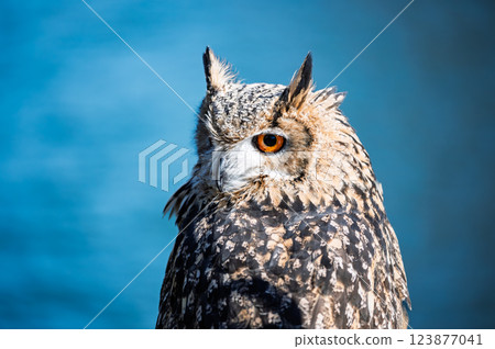 Looking Owl Looking Owl 123877041