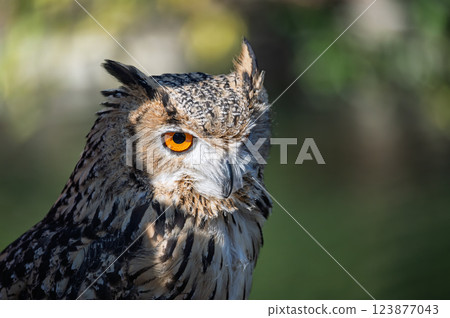 Eagle Owl Taking Aiming 123877043
