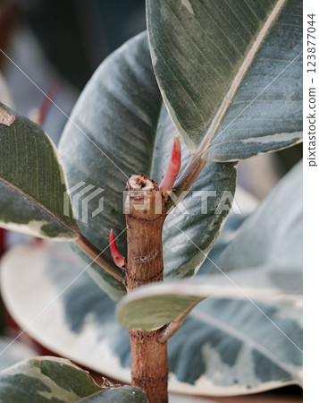 The Ficus elastica Tineke begins to branch out and produces two shoots simultaneously. Ficus elastica tineke branching progress and making arborize or branch out. How to promote branching on Ficus 123877044