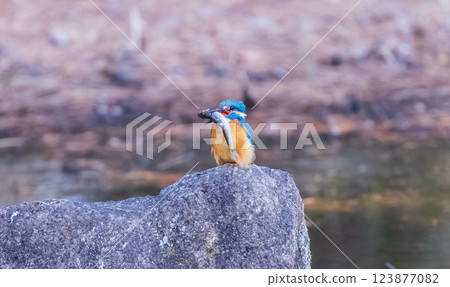 翠鳥嘴裡叼著一條小魚 翠鳥嘴裡叼著一條小魚 123877082