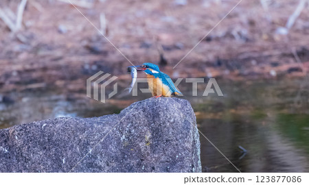 翠鳥嘴裡叼著一條小魚 翠鳥嘴裡叼著一條小魚 123877086