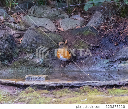 Tree branch 123877210