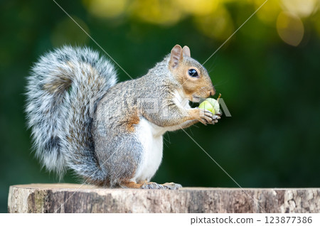 Grey squirrel eating green acorn on a tree stump in autumn Grey squirrel eating green acorn on a tree stump in autumn 123877386
