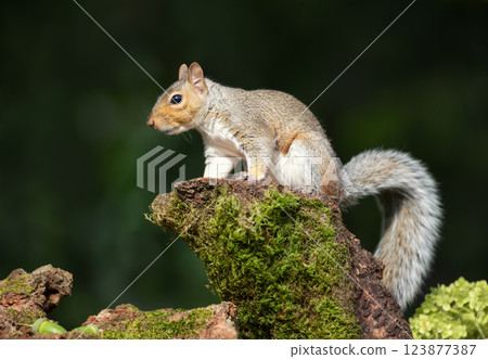 Grey squirrel standing on a mossy tree stump in autumn 123877387