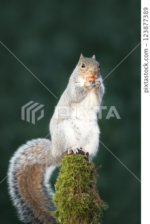 Grey squirrel eating nut on a mossy tree branch 123877389