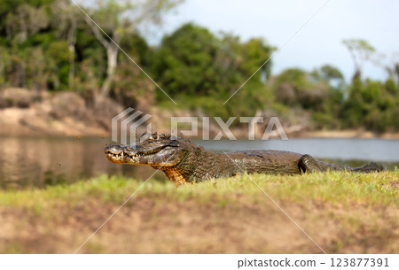 Close-up of a Yacare caiman on a riverbank Close-up of a Yacare caiman on a riverbank 123877391