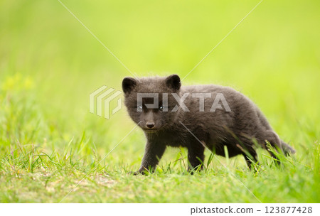 Portrait of a cute Arctic fox cub standing in a meadow 123877428