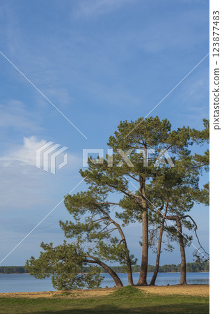 Nature scene at Pin et Plage in Lac Sanguinet, Gironde, France showcasing tranquil waters and trees 123877483