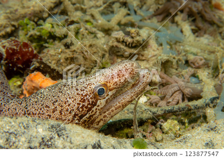 A close-up picture of a moray eel looking out from its lair.  123877547