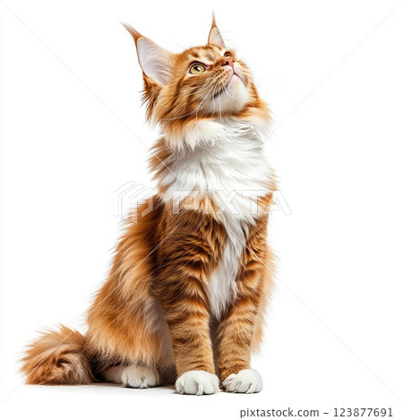 Maine Coon cat sits gracefully with alert expression against plain background while gazing upwards 123877691