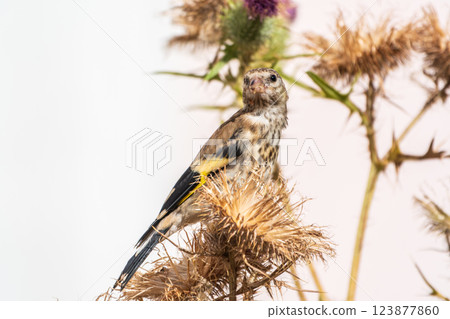 European goldfinch with juvenile plumage, feeding on the seeds of thistles. Carduelis carduelis. European goldfinch with juvenile plumage, feeding on the seeds of thistles. Carduelis carduelis. 123877860