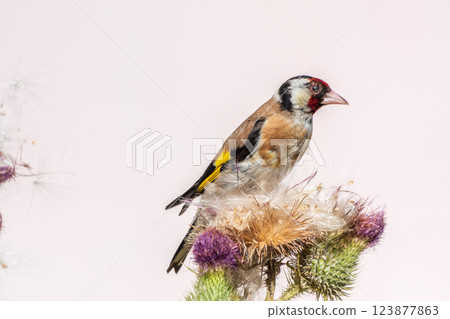 European goldfinch, feeding on the seeds of thistles. Carduelis carduelis. European goldfinch, feeding on the seeds of thistles. Carduelis carduelis. 123877863