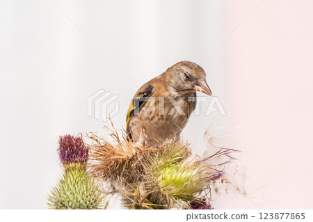 European goldfinch with juvenile plumage, feeding on the seeds of thistles. Carduelis carduelis. European goldfinch with juvenile plumage, feeding on the seeds of thistles. Carduelis carduelis. 123877865
