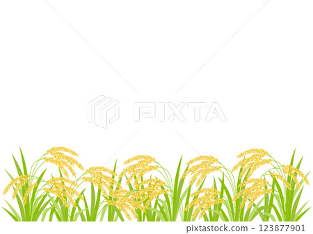 成熟稻穗的插圖 123877901