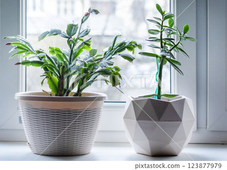 Schlumberger flower and Fat Woman flower in pots on the windowsill in the living room. 123877979