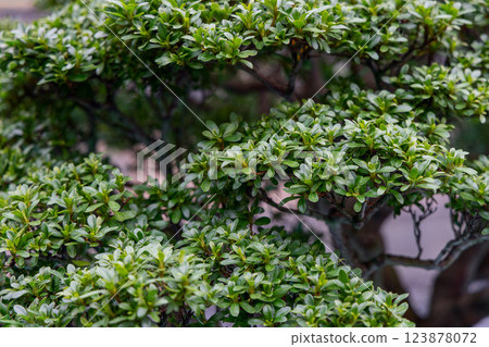 Lush green leaves of a bonsai tree arranged in layered formations 123878072