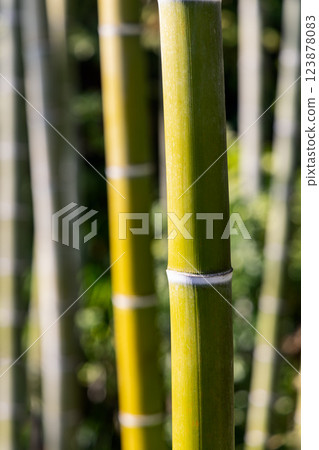Close-up of bamboo stalks with a shallow depth of field smooth textures natural green tones Close-up of bamboo stalks with a shallow depth of field smooth textures natural green tones 123878083