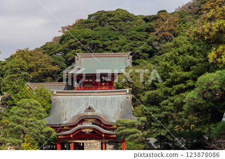 Tsurugaoka Hachimangu Shrine in Kamakura Japan with traditional red and black wooden architecture 123878086