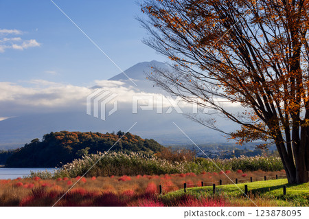 Autumn tree with golden leaves frames Mount Fuji and Lake Kawaguchi Japan with red kochia bushes 123878095