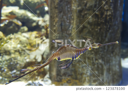 Leafy Seahorse in water Leafy Seahorse in water 123878100