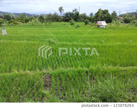 A wide valley covered with rice terraces and rice paddies and a distant volcano under a blue sky in Bali. A wide valley covered with rice terraces and rice paddies and a distant volcano under a blue sky in Bali. 123878263