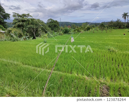 A wide valley covered with rice terraces and rice paddies and a distant volcano under a blue sky in Bali. A wide valley covered with rice terraces and rice paddies and a distant volcano under a blue sky in Bali. 123878264
