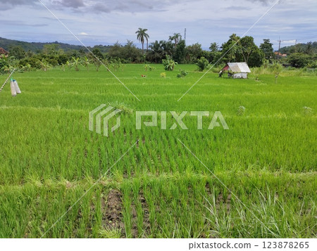 A wide valley covered with rice terraces and rice paddies and a distant volcano under a blue sky in Bali. A wide valley covered with rice terraces and rice paddies and a distant volcano under a blue sky in Bali. 123878265