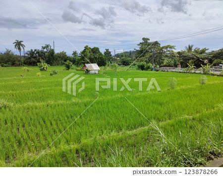A wide valley covered with rice terraces and rice paddies and a distant volcano under a blue sky in Bali. A wide valley covered with rice terraces and rice paddies and a distant volcano under a blue sky in Bali. 123878266