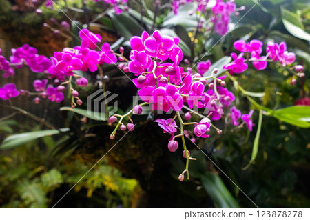 Doritenopsis orchid. Pink indoor orchid flowers 123878278