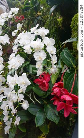 Doritenopsis orchid. White indoor orchid flowers 123878284