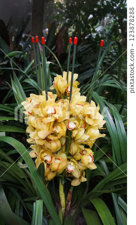 Cymbidium vogel magic, orchid blooms in the garden 123878288